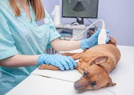 Veterinary Diagnostic Imaging Market Demand Analysis, Statistics, Industry Trends And Investment Opportunities To 2028