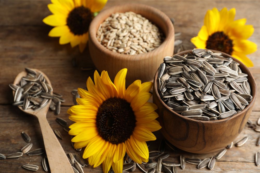 Sunflower Seeds Market Outbreak: Size, Growth, Insights and Forecast to 2028
