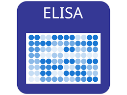 Report on Ferritin Elisa Test kit Market Research 2028 - Value Market Research