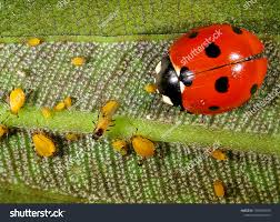Agri Natural Enemy Pest Control Market Report | Latest Trends, Growth & Forecast