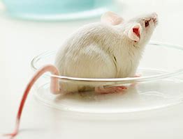Mice Model Market 2023 Analysis Report by Recent Developments and Emerging Technologies Till 2028