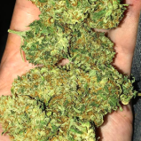 Indica Strain