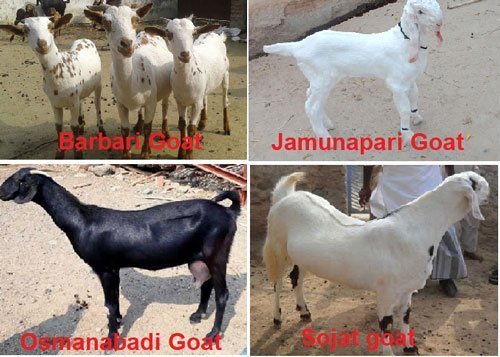 Meat Goat Breeds in India