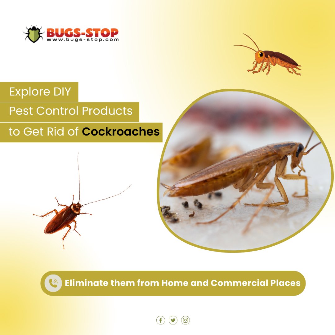 Best Cockroach Control Products in Singapore That Really Work