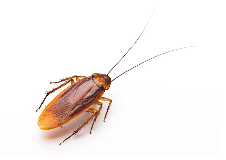 Benefits of Using Cockroach Control Products for Household in 2023