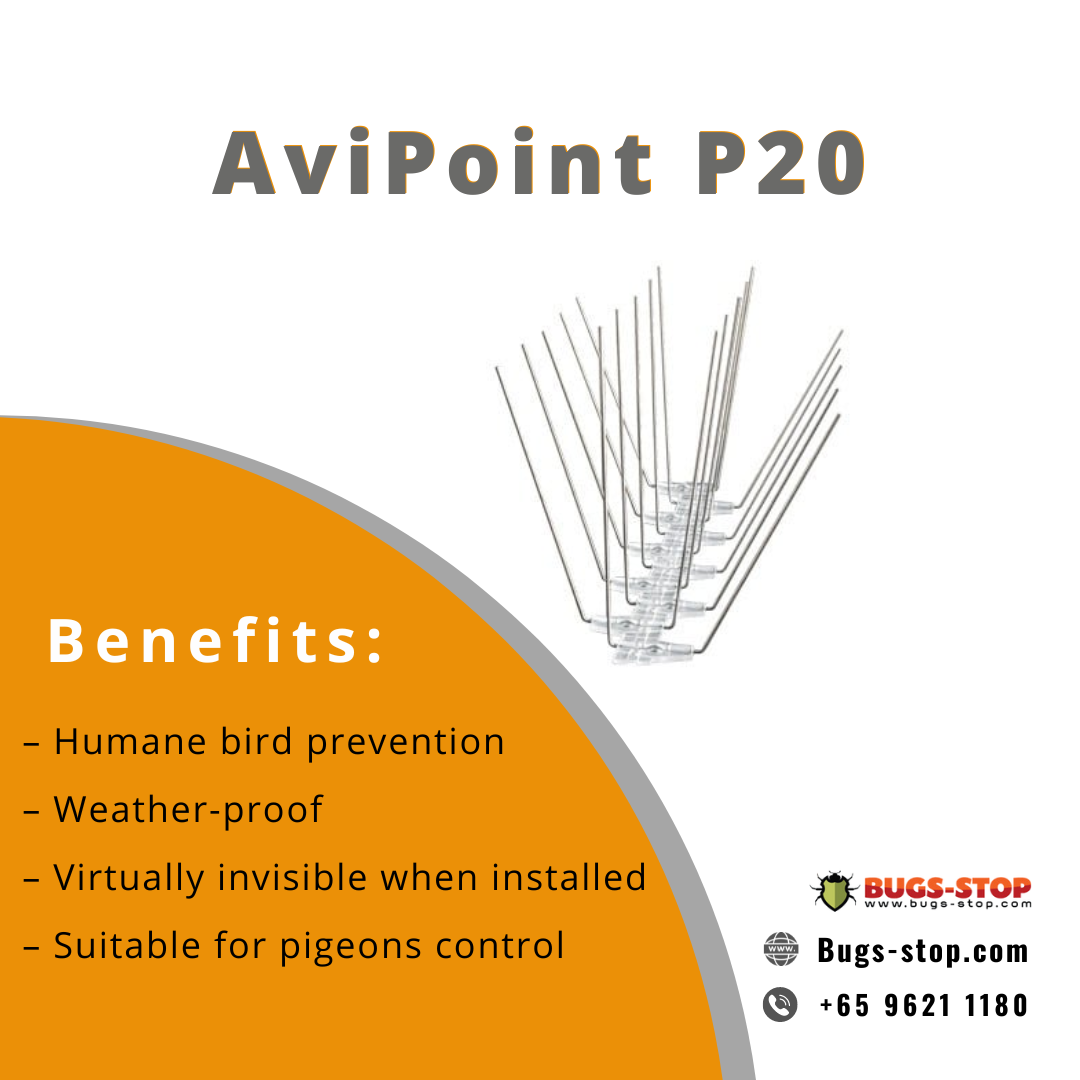 How to Keep Birds Away with AviPoint P20 and Get Rid of Birds