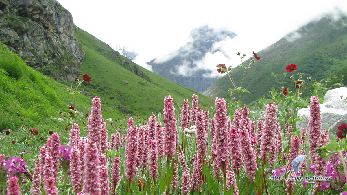 Valley of blossoms Why there is significantly more than meets the eye?