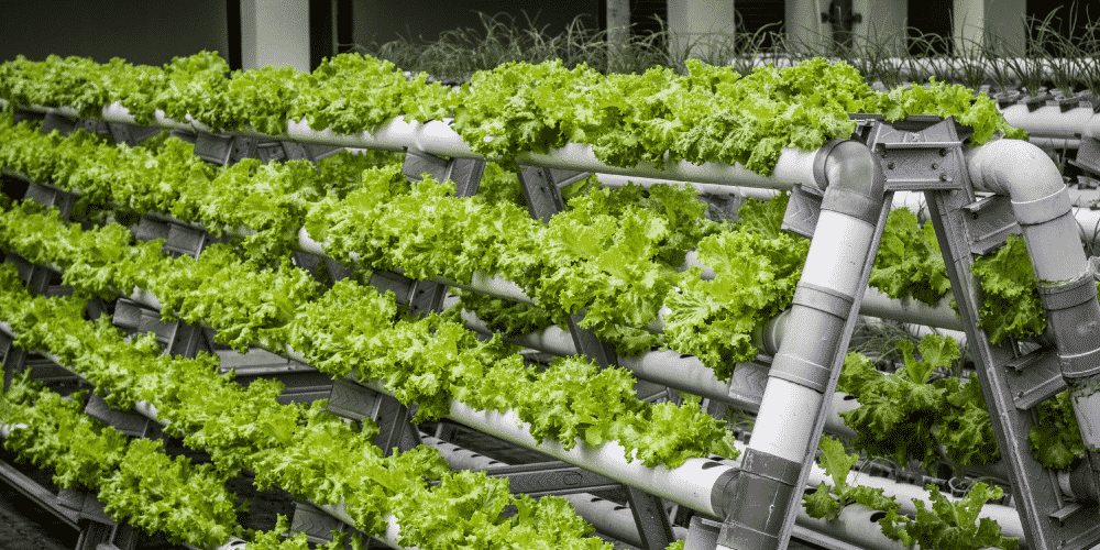 Vertical Farming Market Segmentation, Comprehensive Analysis and Forecast