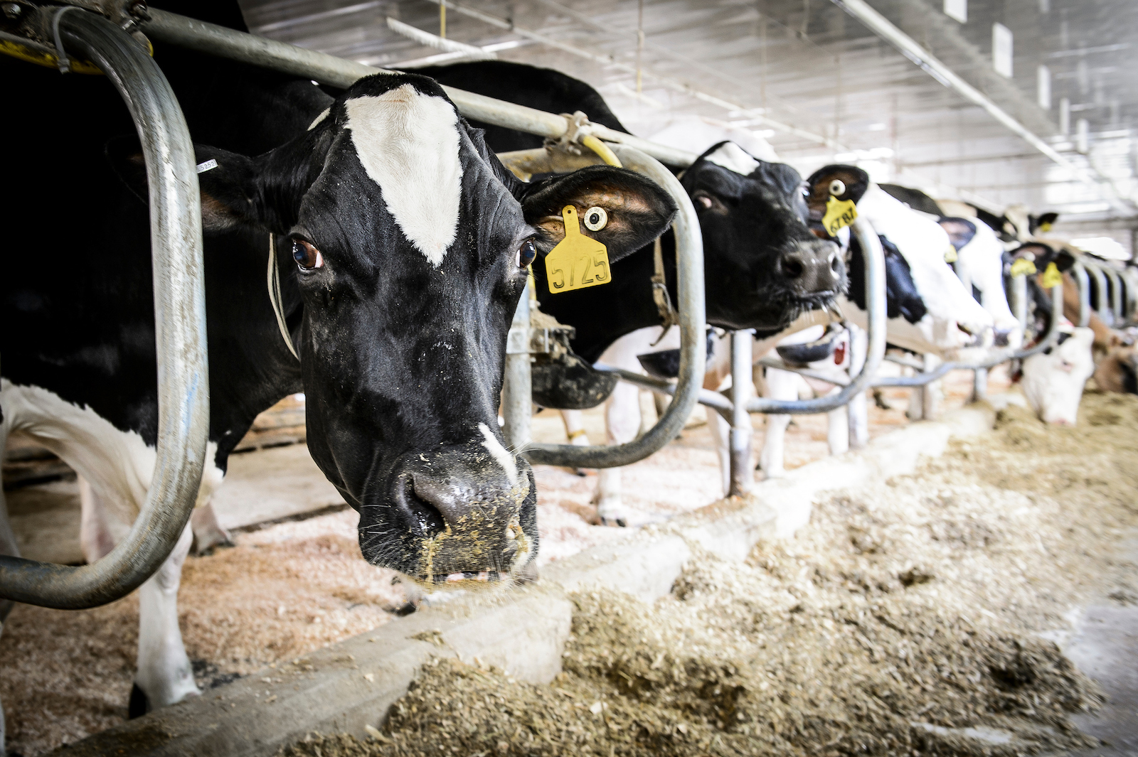 Animal Feed Additives Market- Key Players, Product Types, And Applications Analysis 2022-2030