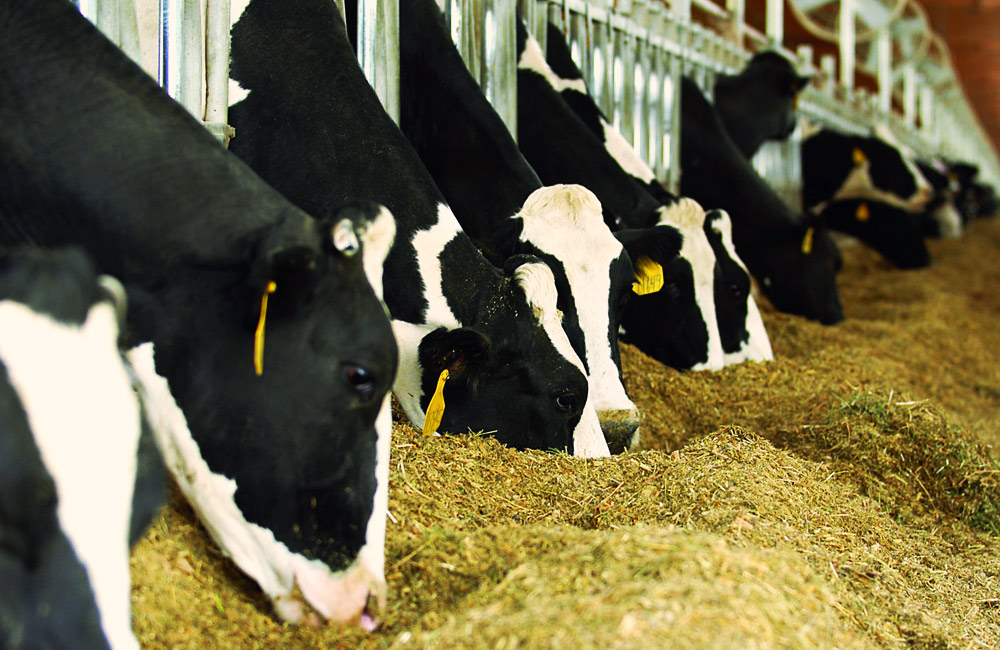 Animal Feed Enzymes Market Trends by Countries, Types and Applications and Forecast to 2030