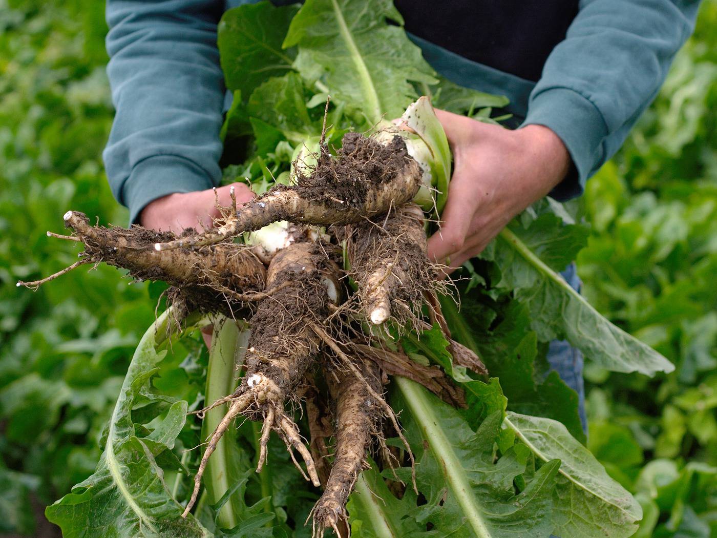 Inulin Market Forthcoming Developments, Competitive Scenario And Forecast