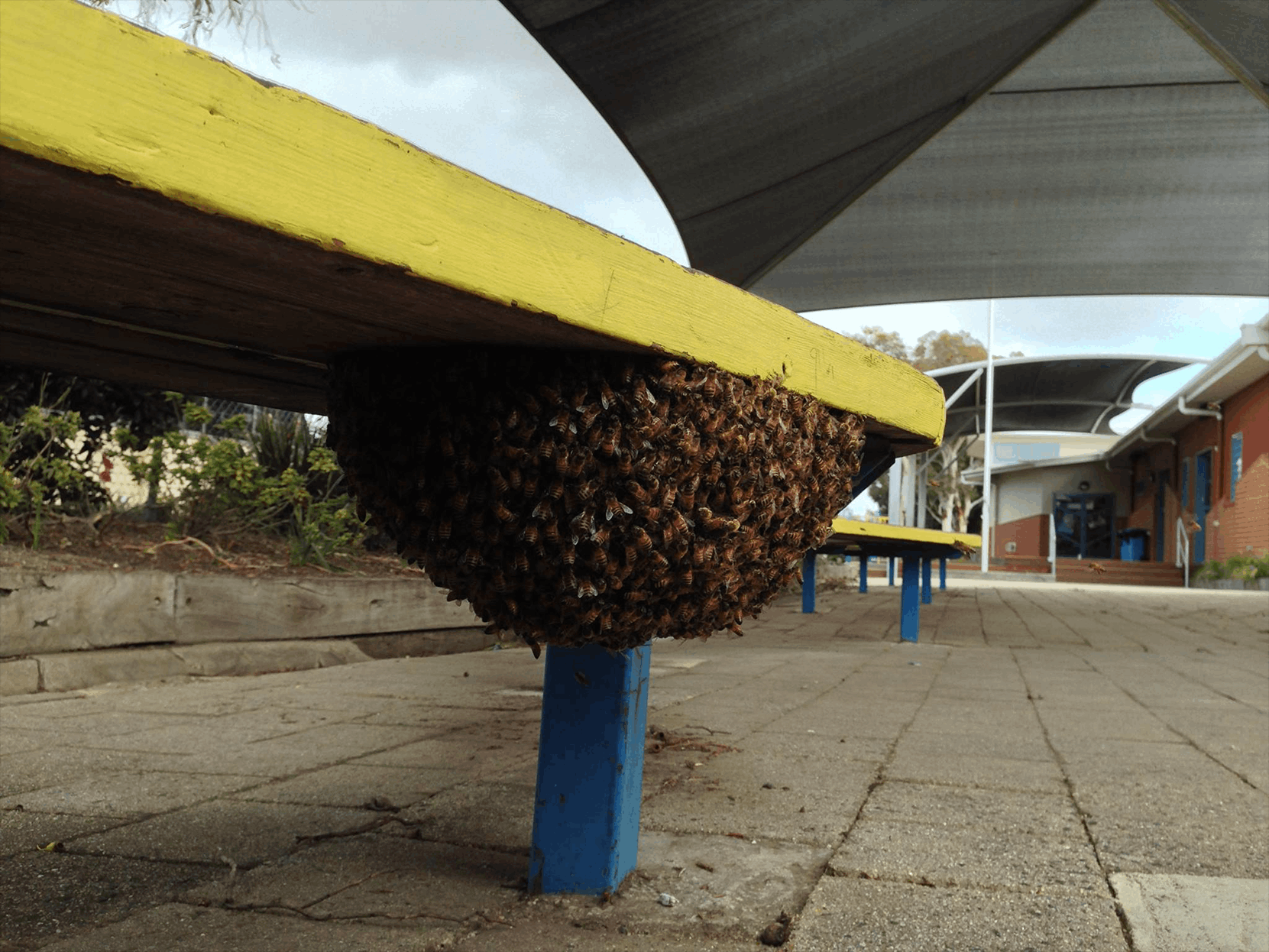 Welcome to Jim’s Termite & Pest Control Waurn Ponds