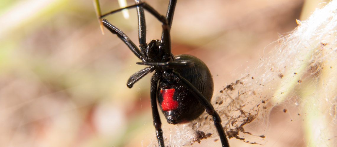 Spider Extermination in Cleveland