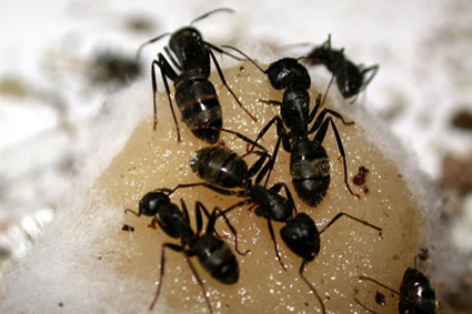 Ant Extermination in Cleveland