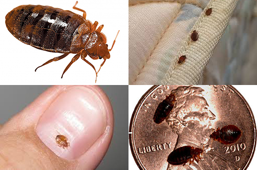 Bed Bug Extermination in Cleveland