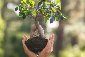 What innovative strategies Climate Change NGOs are adopting to handle Climate Change?