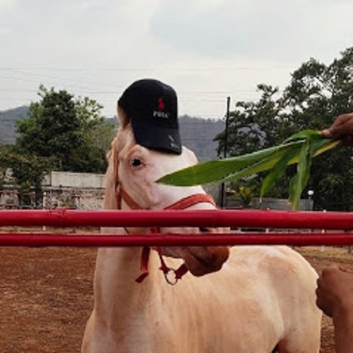 Equine Therapy Activity, Break The Egg | Alcohol & Substance Abuse Treatment With Equine Therapy In Pune INDIA