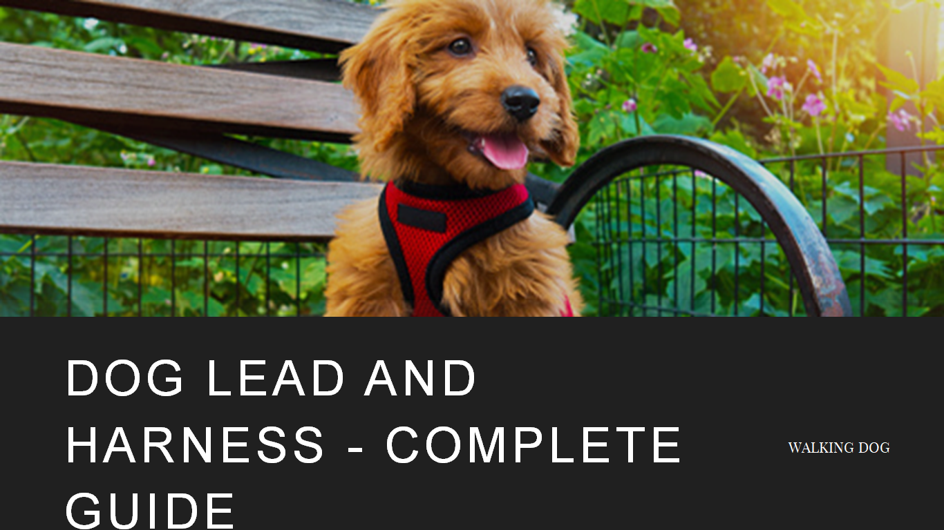 Dog Lead and Harness - Complete Guide