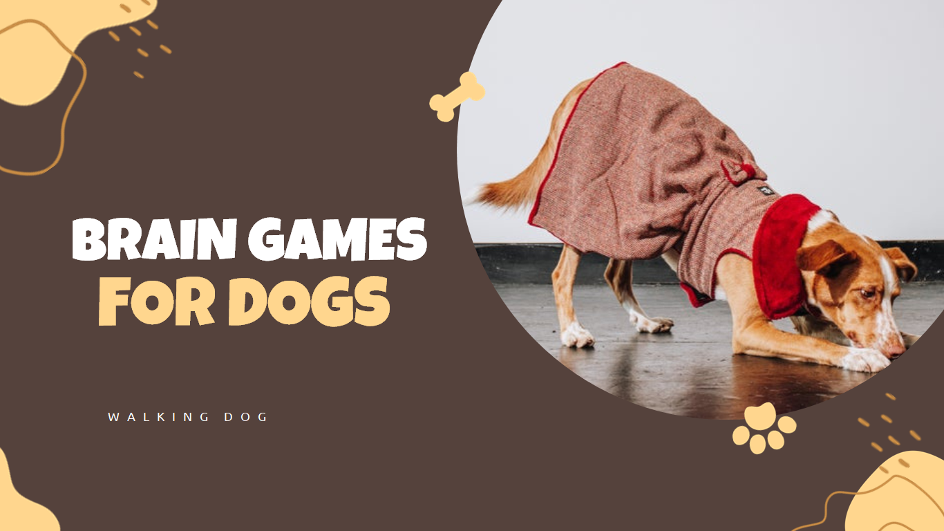 BRAIN GAMES FOR DOGS | Walking Dog