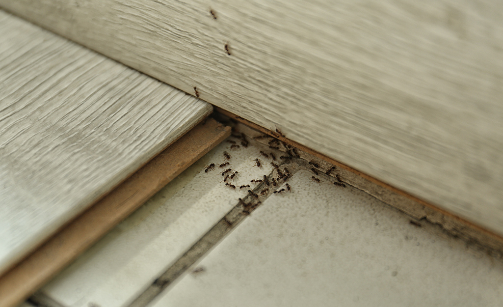 How to Get Rid of Ants