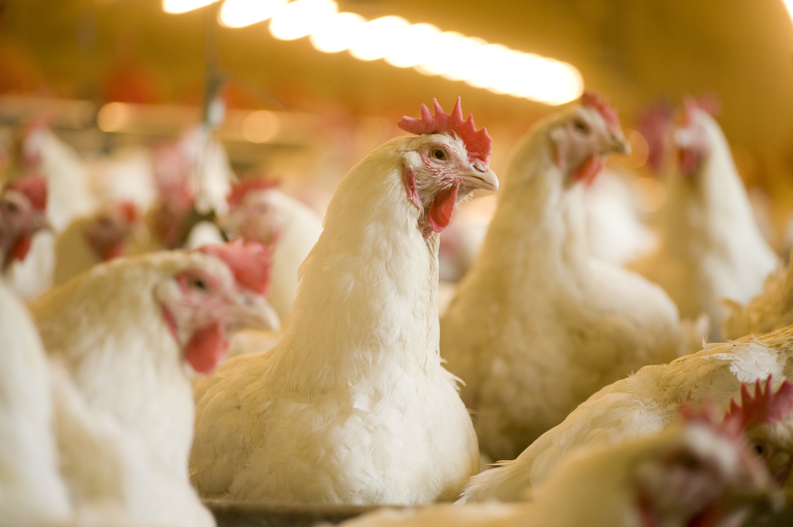 Eubiotics Market Predicted to Witness Steady Growth During the Forecast Period 2023-2032
