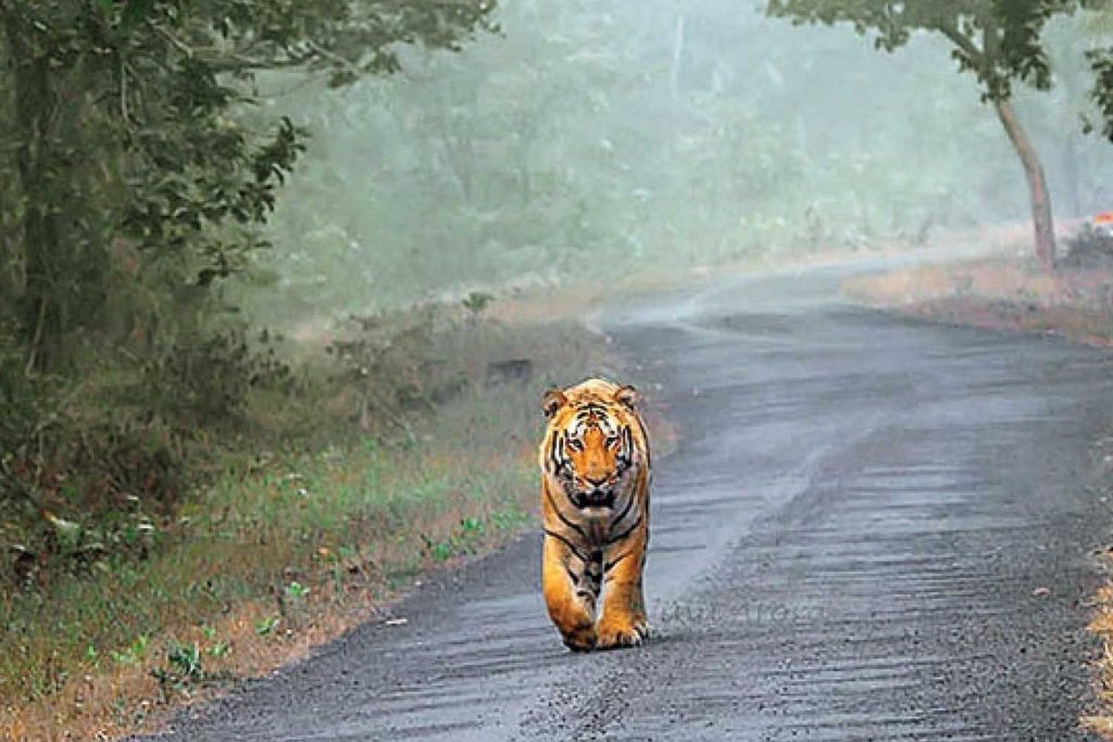Looking for Ranthambore Tour Packages at Low Price.