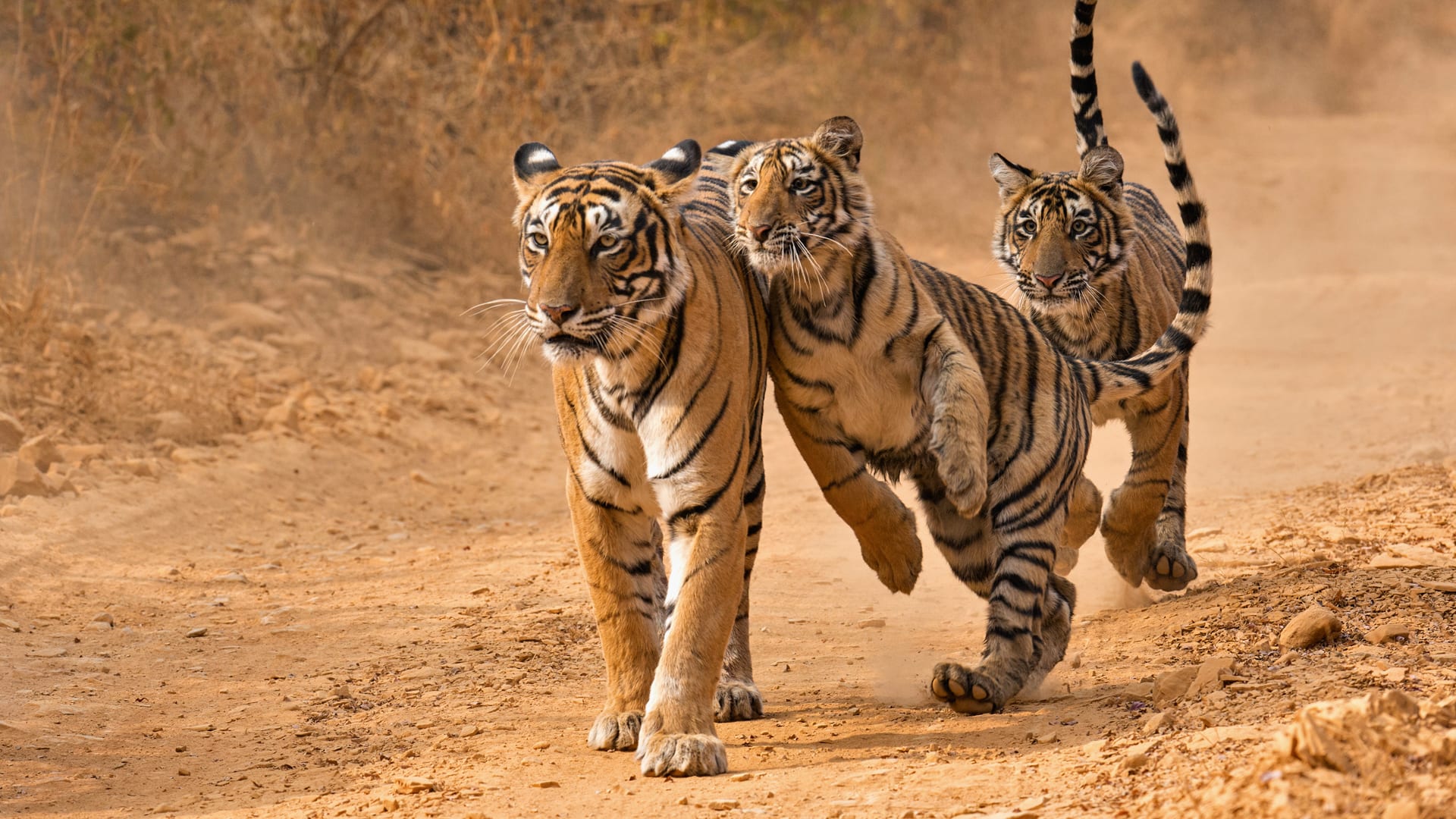 Ranthambore Tours & Trekking In Rajasthan | Trekwalks