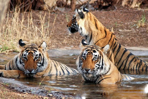 The Ranthambore National Park With | Trekwalks