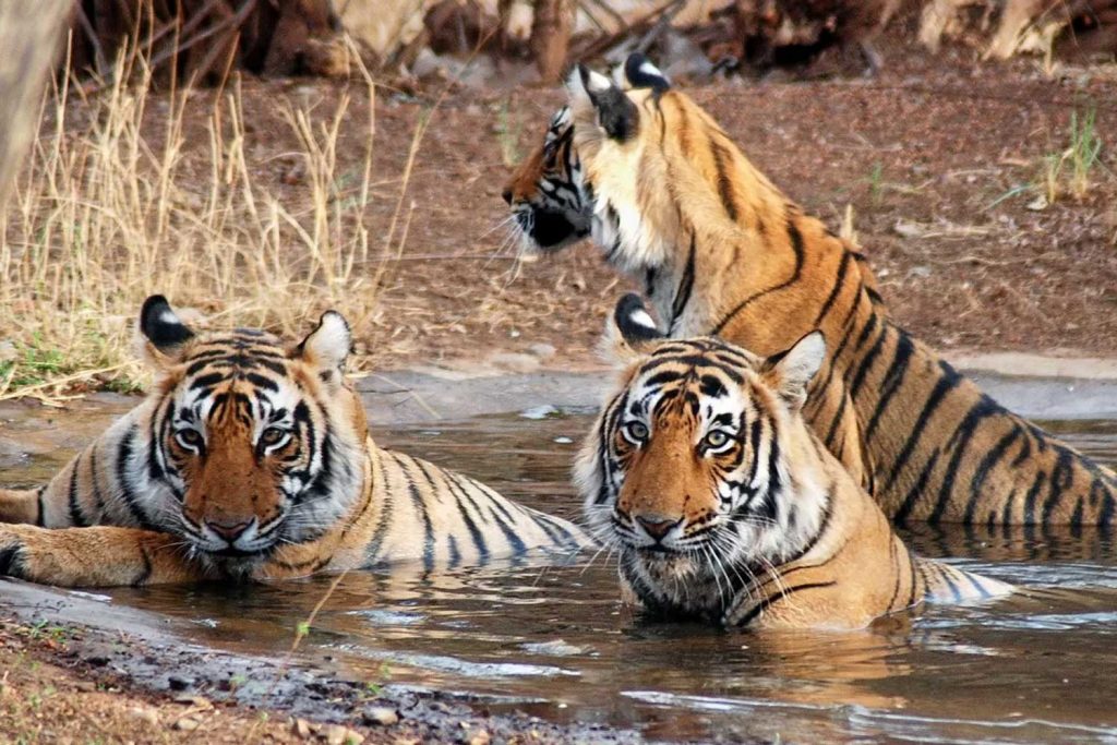 Book and enjoy Jaipur Ranthambore National Park Tour Packages | Trekwalks
