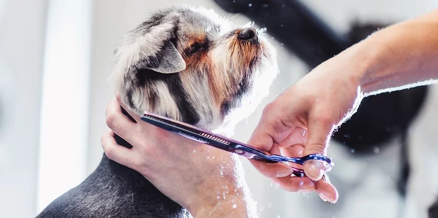 Tips To Keep Your Dog’s Coat Healthy, Shiny & Soft