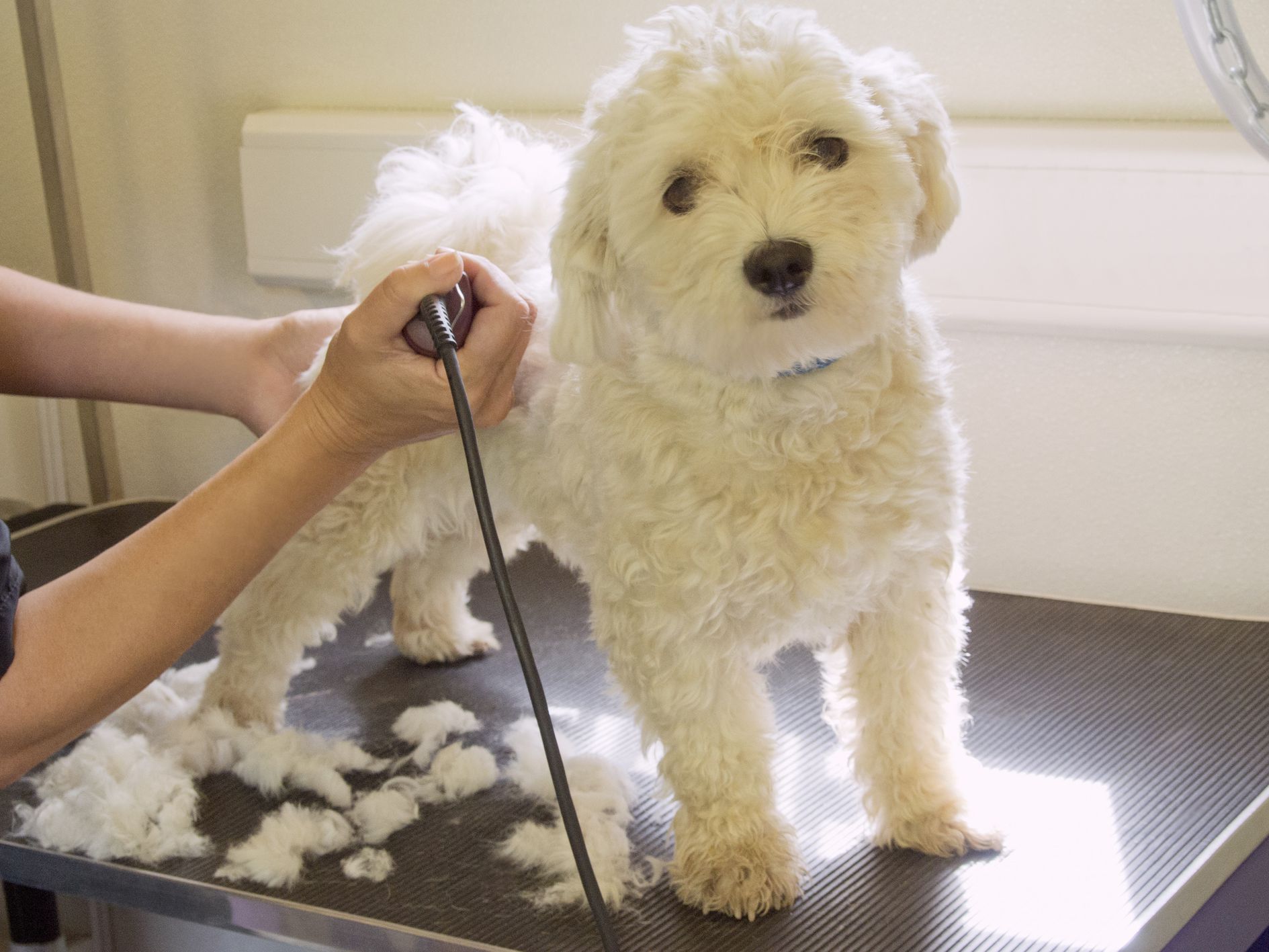 Why Grooming Your Dog is important...? More than keeping them clean!