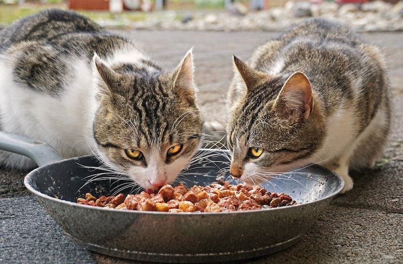 Cat Wet Food Market Is Estimated To Witness High Growth Owing To Increasing Pet Ownership Rates