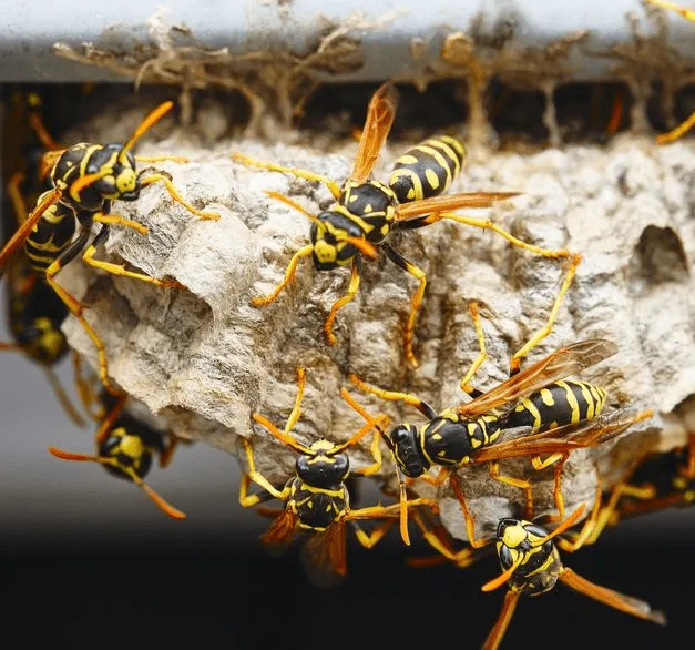Eliminating Wasp Threats: Expert Strategies for Safe, Sting-Free Homes and Outdoor Living