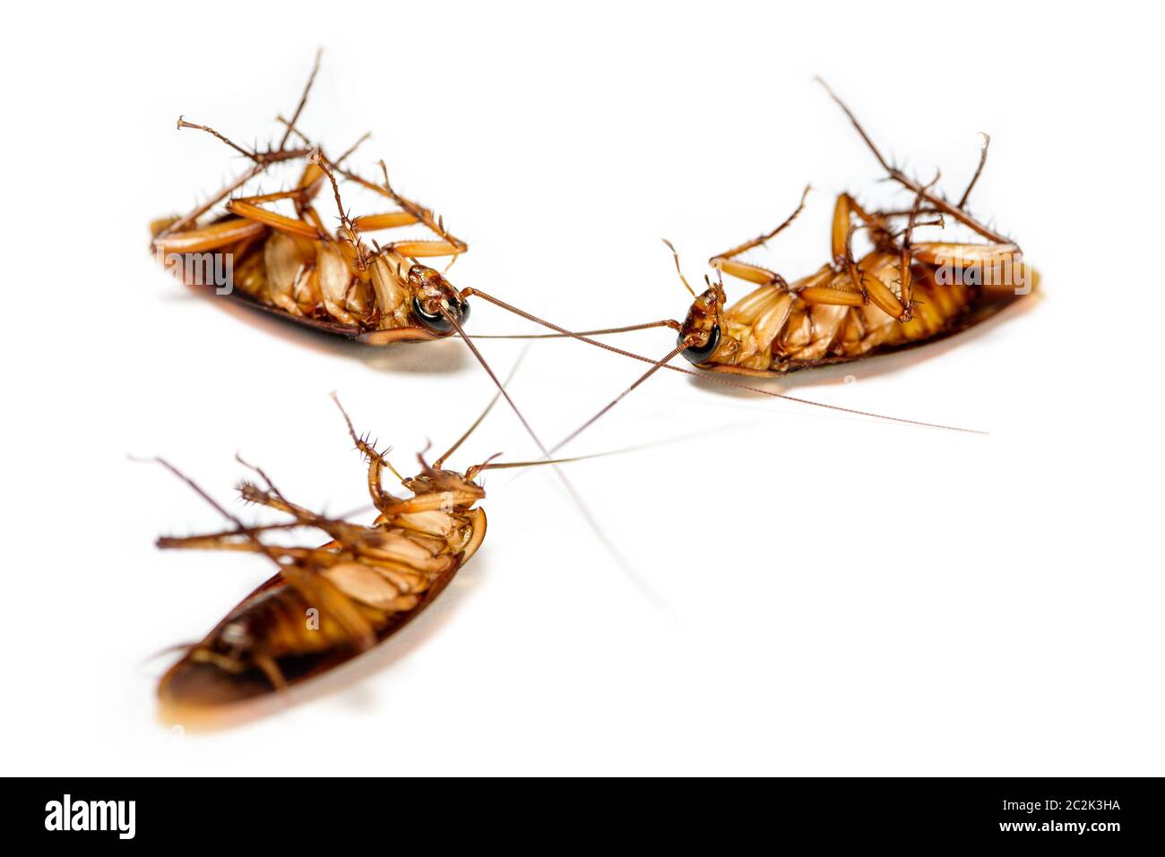 Conoce más sobre los Servicios de Sanitización Querétaro