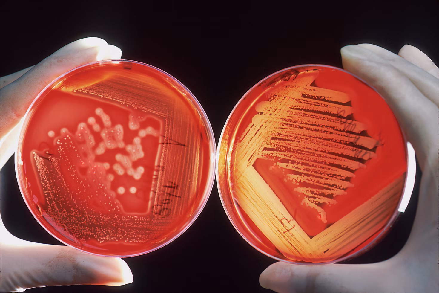 The history behind one of the greatest 2015 hits in internet: Inside agar.io development