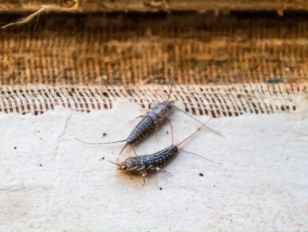 The Importance of a Termite Inspection
