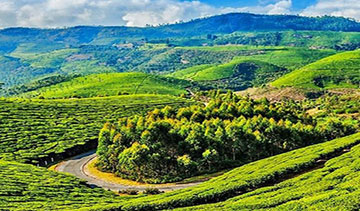 Ooty Cab Service for Sightseeing 