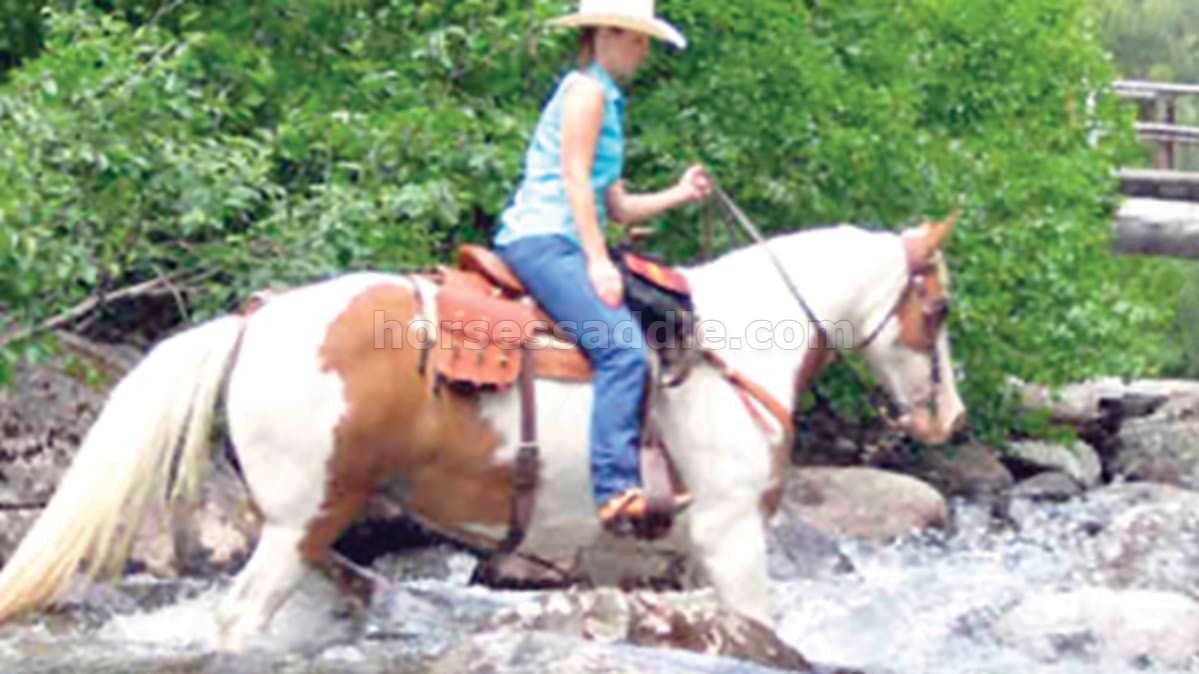 Spotted Saddle Horse