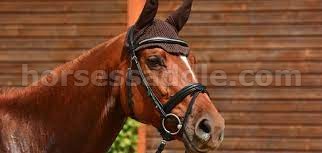 Horse Saddle Shop