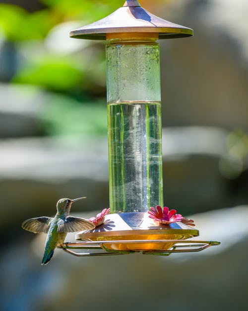 Cardinal Feeders For Sale | Tree Bird Feeders