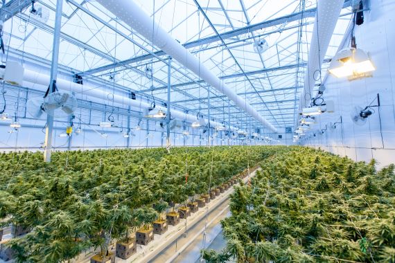 Cannabis ERP Selection Process