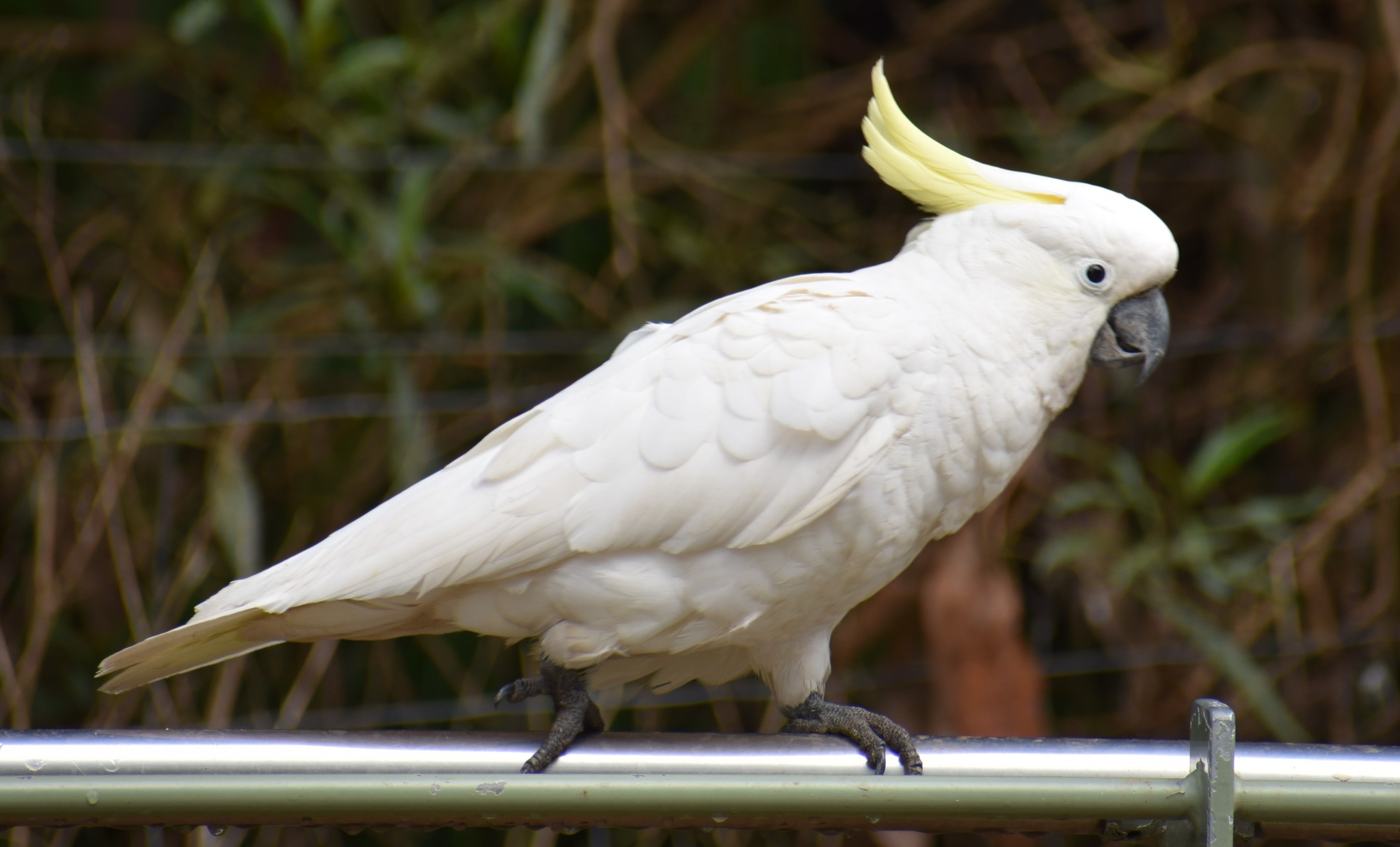 Top 5 de Aves más Exóticas del Mundo
