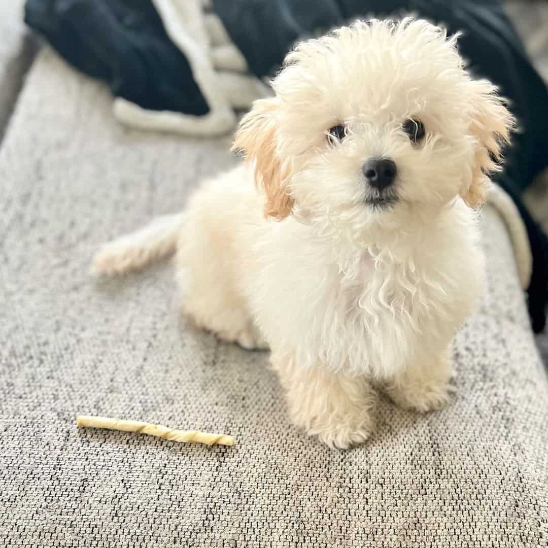 Maltipoo Young doggies Are So Charming