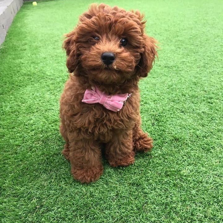 Poodle Blends - The Bich Crap - A Bichon Crossed With A Poodle