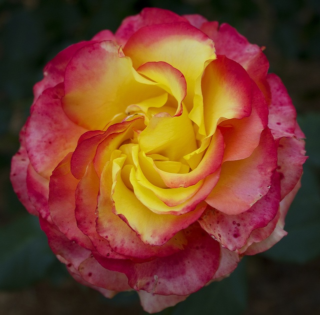 Reliable China Valve Manufacturer