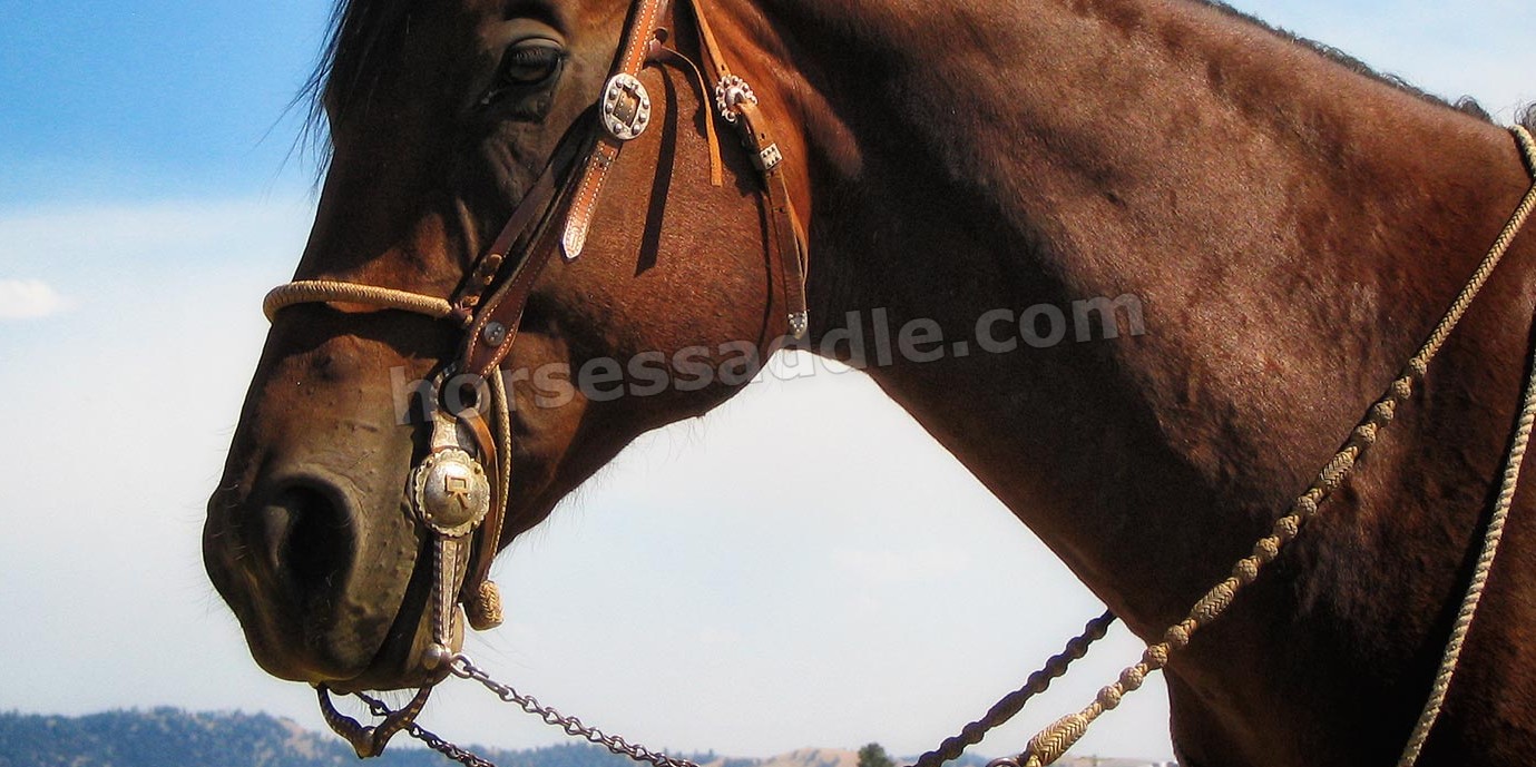Horse Bridle