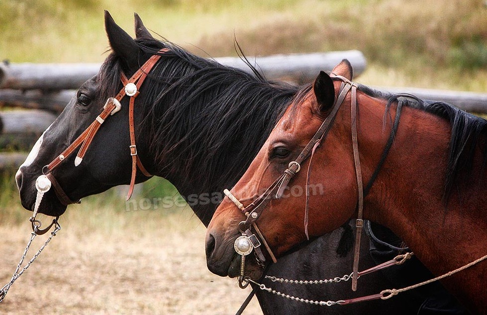 Best Horse Bridles for Your Horse