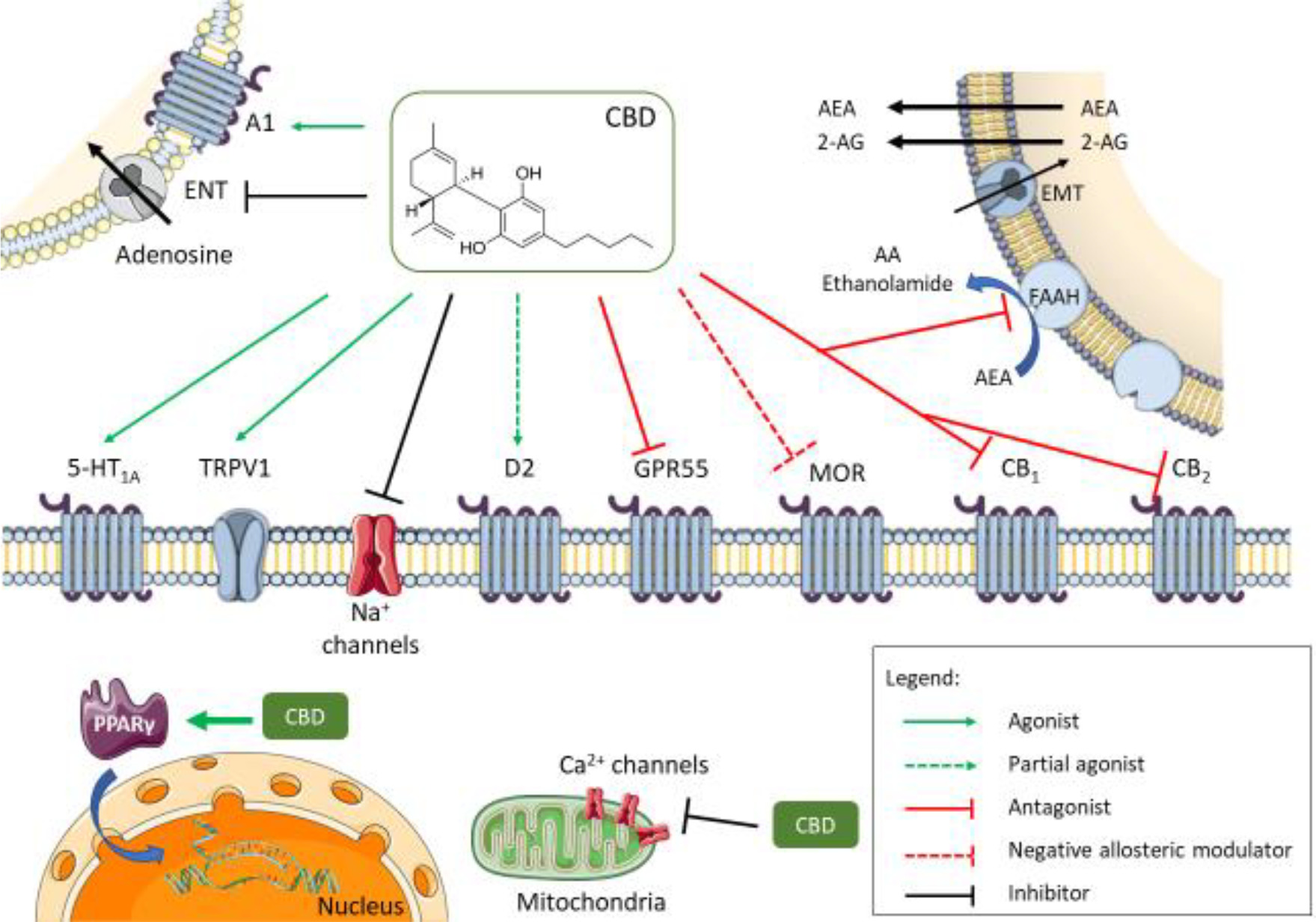 How does CBD function in the body?