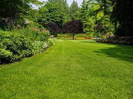 How to Plant Grass Seed for a Lovely Yard?