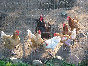 Poultry Feed Market Size, Share, Trends Analysis Report By Product, By Application, By Region And Global Forecast 2018-2023
